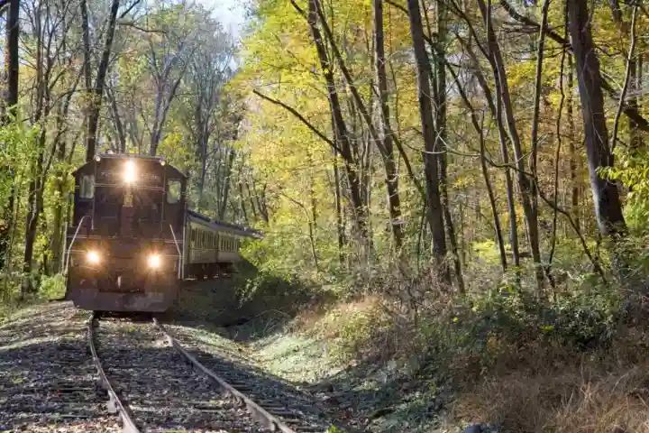 Train moving through forest with autumn foliage on both sides.
